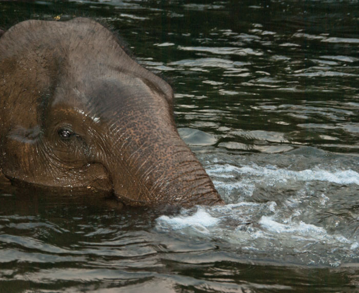Un élephant prend son bain